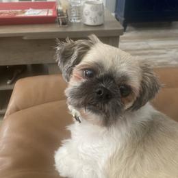 Shih Tzu puppies from Sassy Shih Tzu Puppies