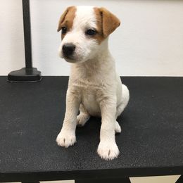Jack Russell Terrier Puppies from Huckle Hill Jack Russell Terriers