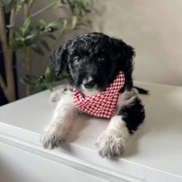 Angel Hair - White and black female Bordoodle puppy in Valley Center, California from Circle R Valley Bordoodls