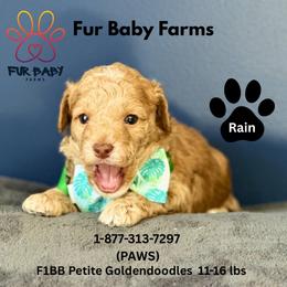 Rain - Apricot male Goldendoodle puppy in Michigan from Fur Baby Farms