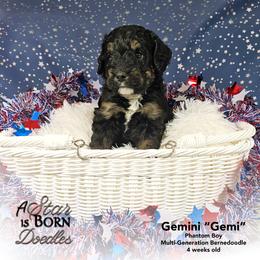 Gemini 'Gemi' - Black Collar - Phantom male Bernedoodle puppy in Jackson, Michigan from A Star is Born Doodles
