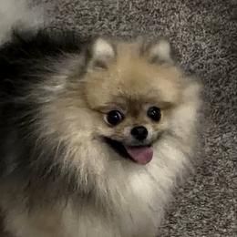 Pomeranian puppies from BP PUPS