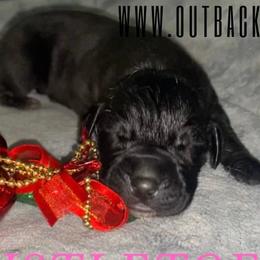 Mistletoe - Great Dane puppy in Loris, South Carolina from Outback Danes
