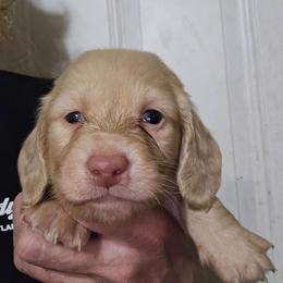 Mocha's cream boy - Cream male Dachshund puppy in Lyle, Washington from Wines Wienery