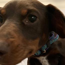 Dachshunds from Dachshund Puppies