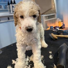 Orange collar - Parti male Poodle puppy in Maryland from Hernwood Heelers & Poodles