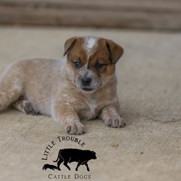 Trinity - Red speckled female Australian Cattle Dog puppy in Deer Lodge, Tennessee from Littletrouble Cattle Dogs