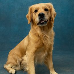 Cannoli - Golden Retriever