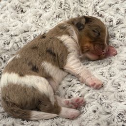Pongo - Merle male Bernedoodle puppy in Monument, Colorado from Colorado Dreamin Doodles