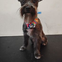 Timmie - Morkie