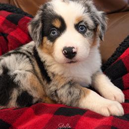 Stella - Blue merle female Miniature Australian Shepherd puppy in Luling, Texas from Little Wood Toy and Mini Aussies