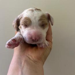 Kennedy - Buff and white female Cockapoo puppy in Egg Harbor City, New Jersey from Grace Given Cockapoos (GGC)