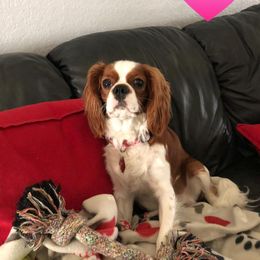 BBd - Cavalier King Charles Spaniel