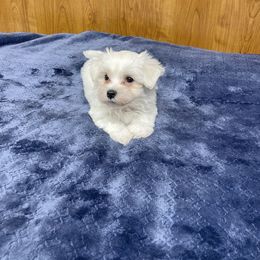 Archie - White male Maltese puppy in Beebe, Arkansas from Cedar Hill Kennel