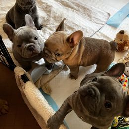 French Bulldog Puppies from Casa de Frenchie