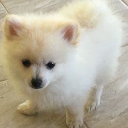 Pomeranian Puppies from Jonna's Poms