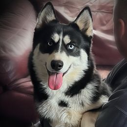 Tigger - Pomsky