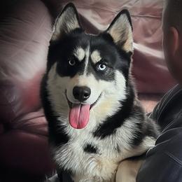 Tigger - Pomsky