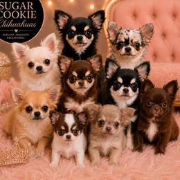 Chihuahua Puppies from Sugar Cookie Chihuahuas