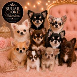 Chihuahua Puppies from Sugar Cookie Chihuahuas