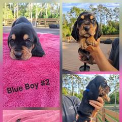 Boy 1 - male Basset Hound puppy in Bunnell, Florida from The Rocks Bassets