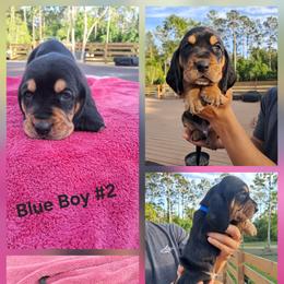 Boy 1 - male Basset Hound puppy in Bunnell, Florida from The Rocks Bassets