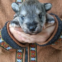Aussiedoodle and Miniature Schnauzer Puppies from Cedar Creek Ranch