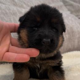 Green Girl - Black and red female German Shepherd puppy in Battle Ground, Washington from Purebred Elite Shepherds