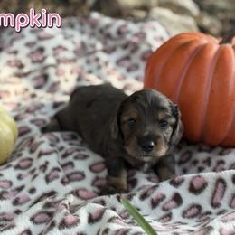 Dachshund Puppies from Dirksen Doxies