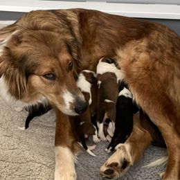 Old Time Scotch Collies from The MapleWood Farms
