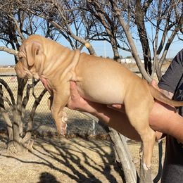 American Bully Puppies from XLVI Bully camp LLC