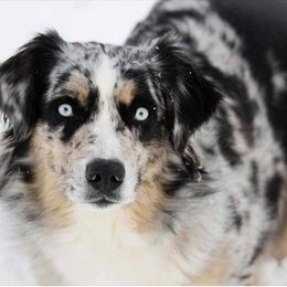 Juniper - Australian Shepherd