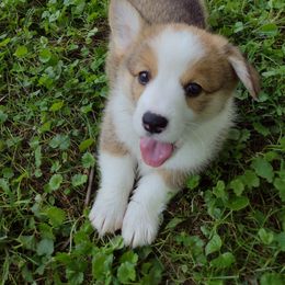 Pembroke Welsh Corgi Puppies from MT Nest Farms