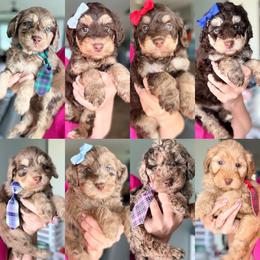 Ariel - Merle female Goldendoodle puppy in Marion, Ohio from Doodles & Doxies