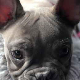 French Bulldogs from M&M Utah Frenchies