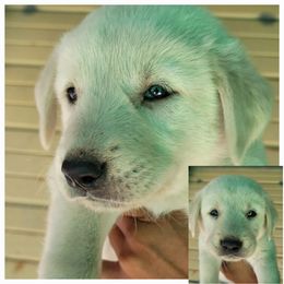 "Female 3" Anatolian Shepherd Dog Puppies from Sanjo Farm