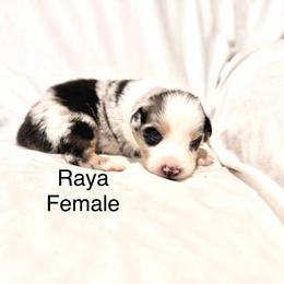 Raya - Blue merle female Australian Shepherd puppy in Vernal, Utah from Dancing M Kennels