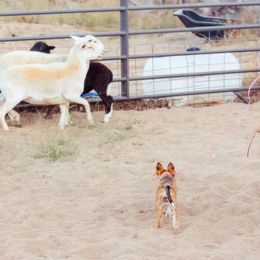 McNab Puppies from Vanir McNab Shepherds