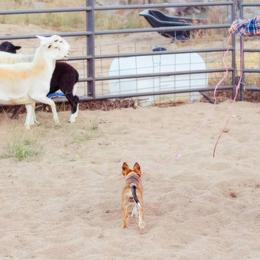 McNab Puppies from Vanir McNab Shepherds