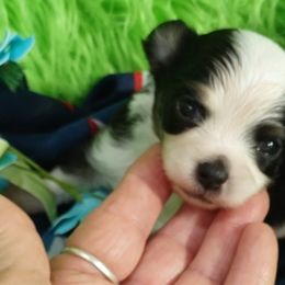 Ray - Black and tan Chihuahua puppy in Emory, Texas from Mel's Wags & Kisses