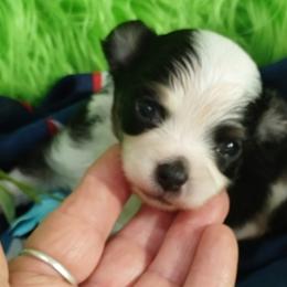 Ray - Black and tan Chihuahua puppy in Emory, Texas from Mel's Wags & Kisses