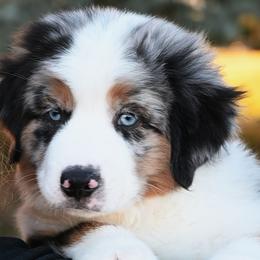 GUMDROP - Blue merle male Miniature American Shepherd puppy in Pasco, Washington from ROCK CREEK