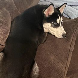 Siberian Huskies from Hardin Howls Huskies
