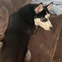 Siberian Huskies from Hardin Howls Huskies