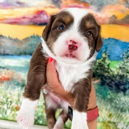 Benjamin - Red tri male Miniature Australian Shepherd puppy in Goldsboro, North Carolina from Maple Ridge Farm