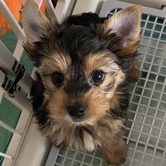 Boy 5 - No Collar - Black and tan Yorkshire Terrier puppy in Wesley Chapel, Florida from Stoneroad's Yorkies