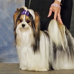 Jack - Biewer Terrier