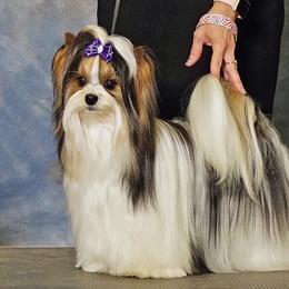 Jack - Biewer Terrier