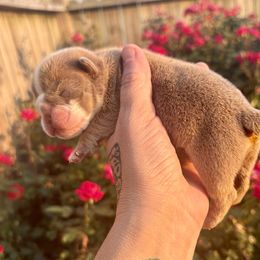 Tara - Fawn female Bulldog puppy in Fort Oglethorpe, Georgia from Jhuntfrenchies