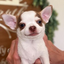 Happy - Red and white male Chihuahua puppy in Summerfield, Florida from Impeccable Chihuahuas- Boutique & Ethical Breeder for the educated & discriminating ONLY.  My Impeccable owners have standards.